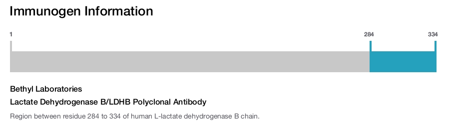Lactate Dehydrogenase B/LDHB Polyclonal Antibody