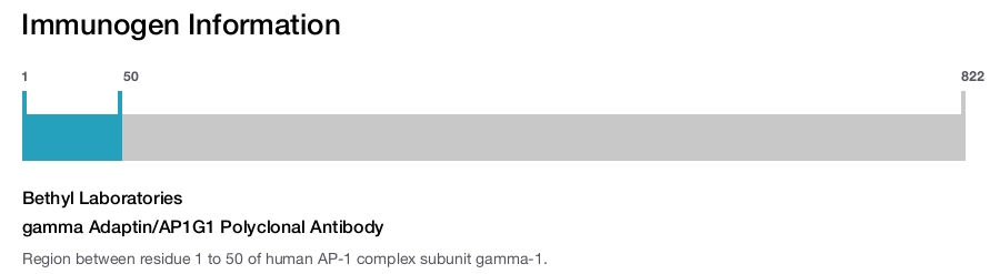 gamma Adaptin/AP1G1 Polyclonal Antibody