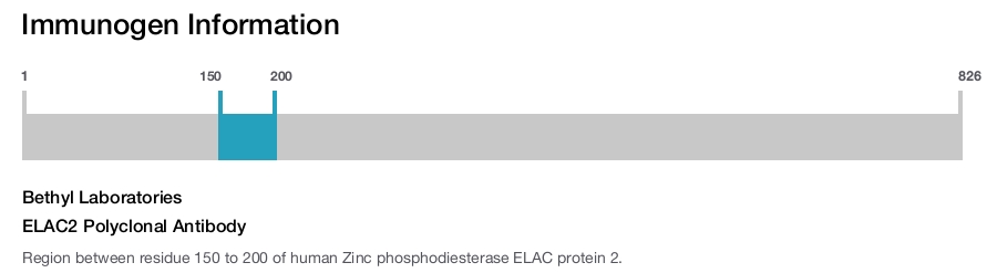 ELAC2 Polyclonal Antibody