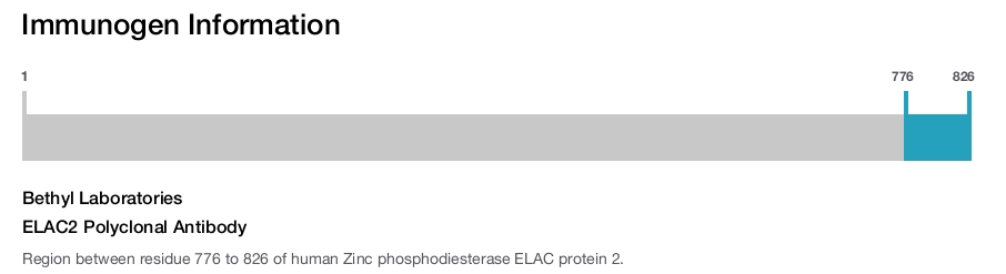 ELAC2 Polyclonal Antibody