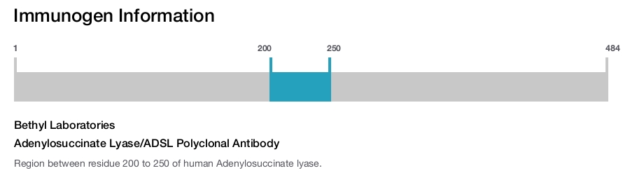 Adenylosuccinate Lyase/ADSL Polyclonal Antibody