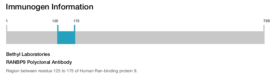 RANBP9 Polyclonal Antibody