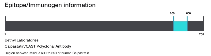 Calpastatin/CAST Polyclonal Antibody