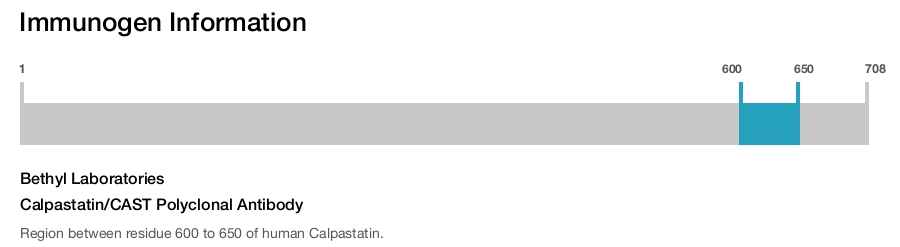 Calpastatin/CAST Polyclonal Antibody