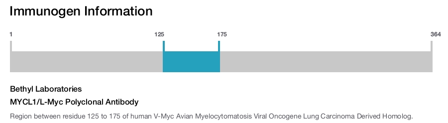 MYCL1/L-Myc Polyclonal Antibody