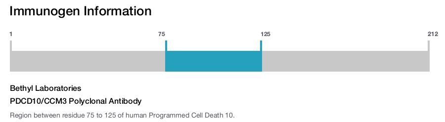 PDCD10/CCM3 Polyclonal Antibody