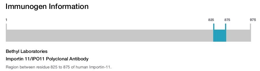 Importin 11/IPO11 Polyclonal Antibody
