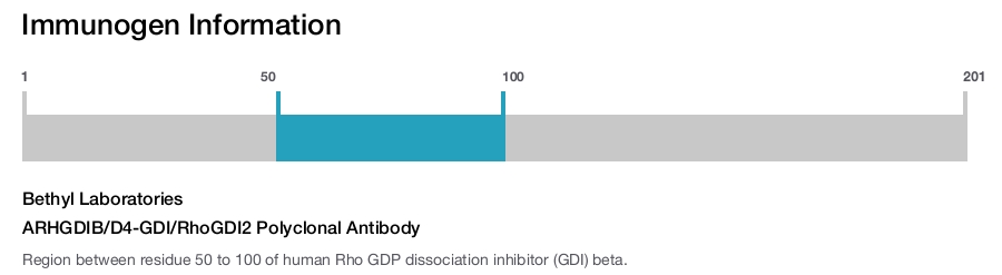 ARHGDIB/D4-GDI/RhoGDI2 Polyclonal Antibody