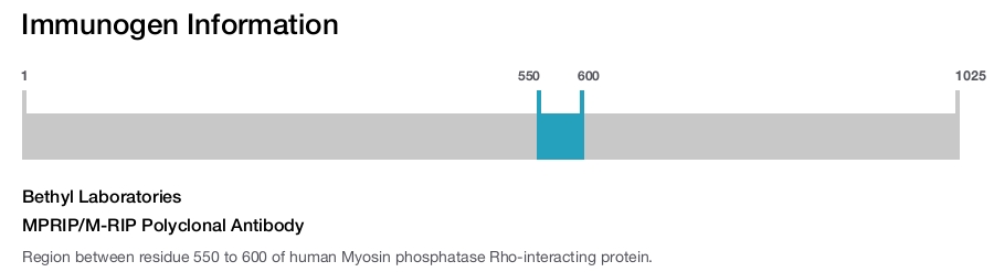 MPRIP/M-RIP Polyclonal Antibody