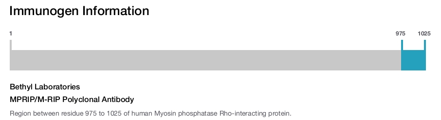MPRIP/M-RIP Polyclonal Antibody