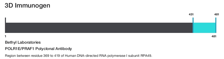 POLR1E/PRAF1 Polyclonal Antibody
