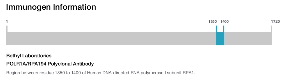 POLR1A/RPA194 Polyclonal Antibody