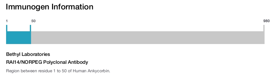 RAI14/NORPEG Polyclonal Antibody