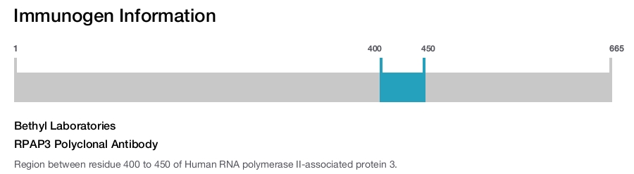 RPAP3 Polyclonal Antibody