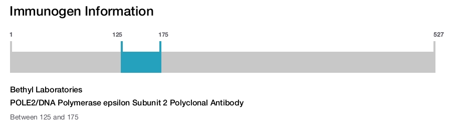 POLE2/DNA Polymerase epsilon Subunit 2 Polyclonal Antibody