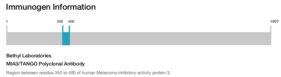 MIA3/TANGO Polyclonal Antibody