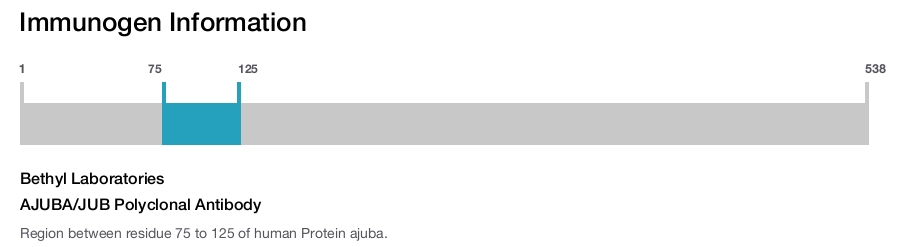 AJUBA/JUB Polyclonal Antibody