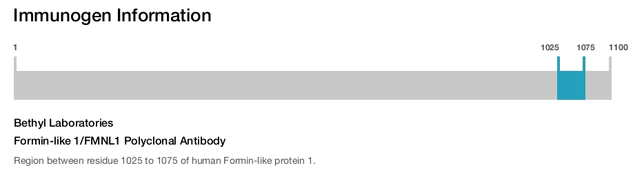 Formin-like 1/FMNL1 Polyclonal Antibody