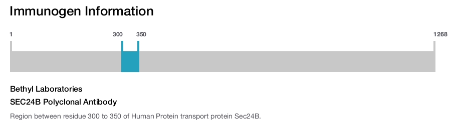 SEC24B Polyclonal Antibody