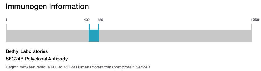 SEC24B Polyclonal Antibody