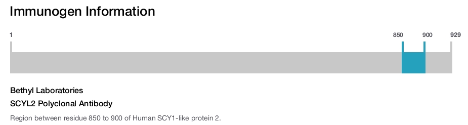 SCYL2 Polyclonal Antibody