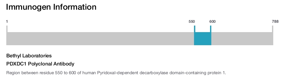 PDXDC1 Polyclonal Antibody