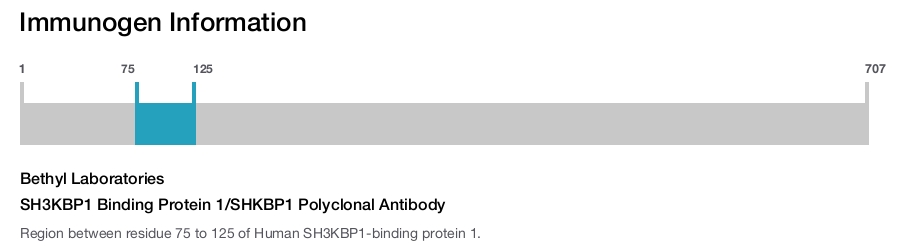 SH3KBP1 Binding Protein 1/SHKBP1 Polyclonal Antibody