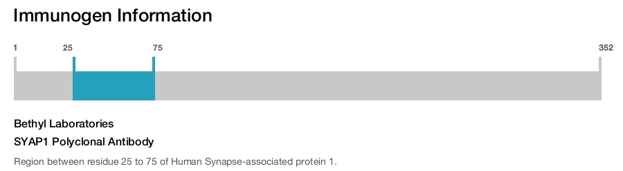 SYAP1 Polyclonal Antibody