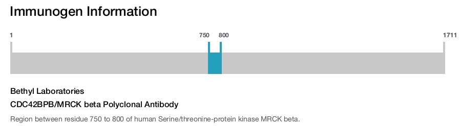 CDC42BPB/MRCK beta Polyclonal Antibody