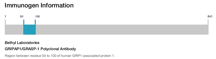 GRIPAP1/GRASP-1 Polyclonal Antibody