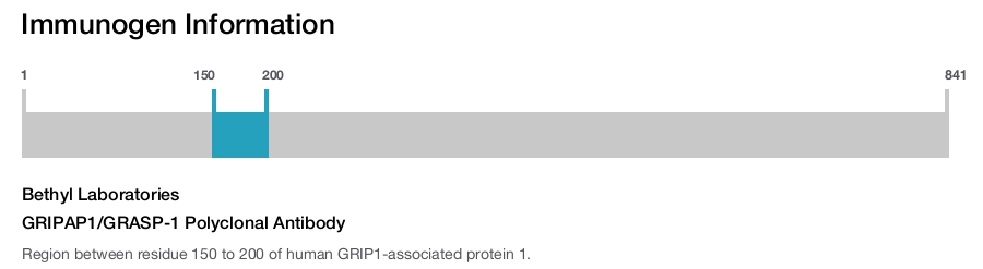 GRIPAP1/GRASP-1 Polyclonal Antibody