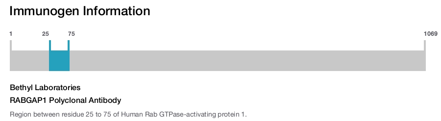 RABGAP1 Polyclonal Antibody