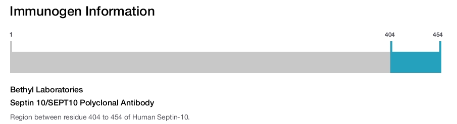 Septin 10/SEPT10 Polyclonal Antibody