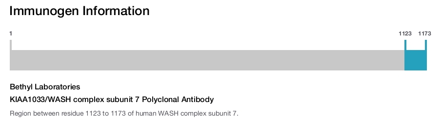 KIAA1033/WASH complex subunit 7 Polyclonal Antibody