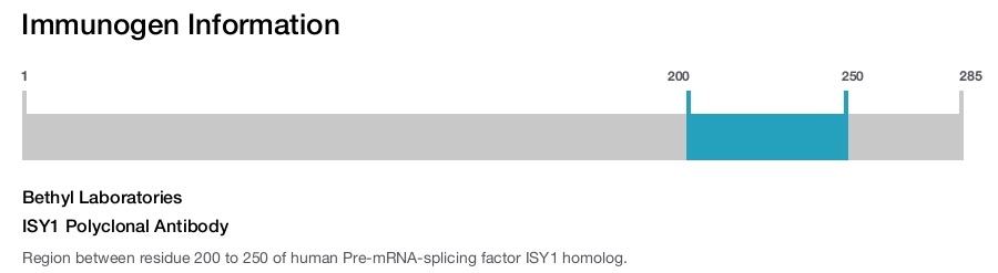ISY1 Polyclonal Antibody