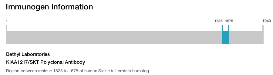 KIAA1217/SKT Polyclonal Antibody
