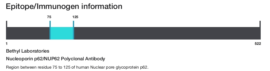 Nucleoporin p62/NUP62 Polyclonal Antibody