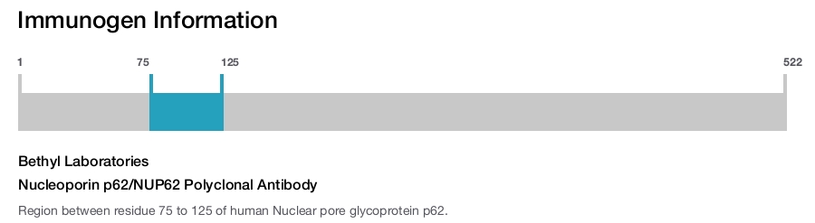 Nucleoporin p62/NUP62 Polyclonal Antibody