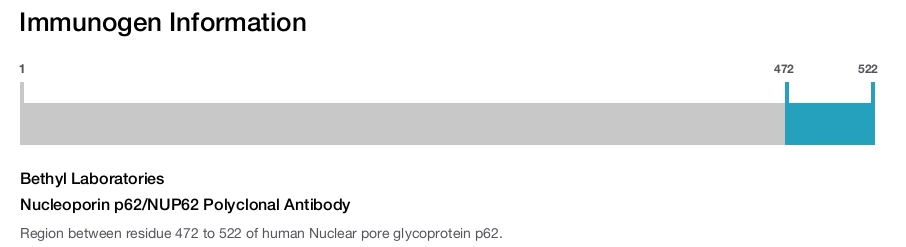 Nucleoporin p62/NUP62 Polyclonal Antibody