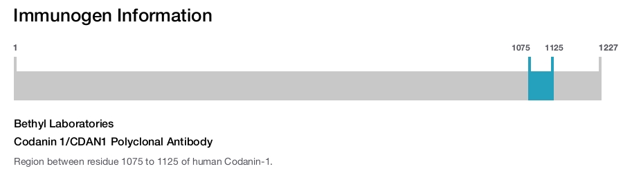 Codanin 1/CDAN1 Polyclonal Antibody