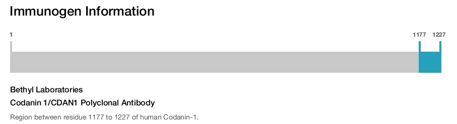 Codanin 1/CDAN1 Polyclonal Antibody