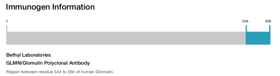 GLMN/Glomulin Polyclonal Antibody