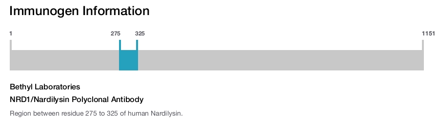 NRD1/Nardilysin Polyclonal Antibody