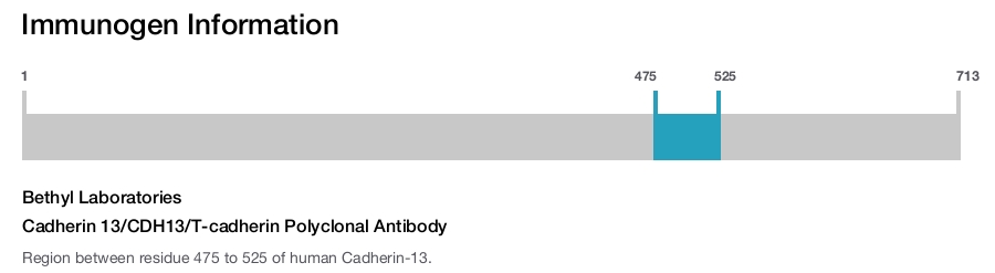 Cadherin 13/CDH13/T-cadherin Polyclonal Antibody