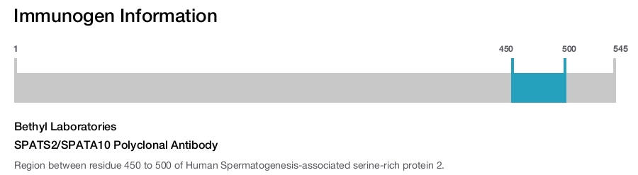 SPATS2/SPATA10 Polyclonal Antibody