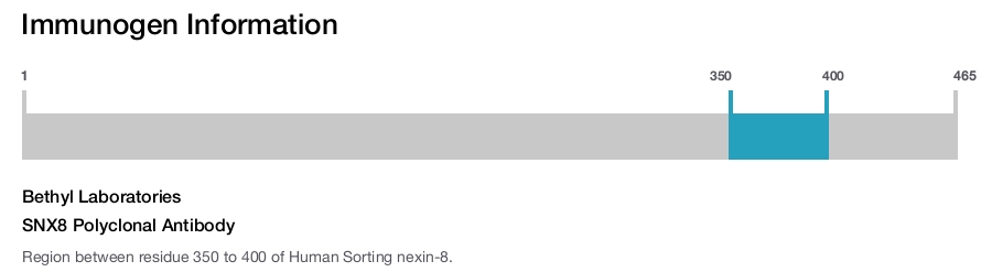 SNX8 Polyclonal Antibody