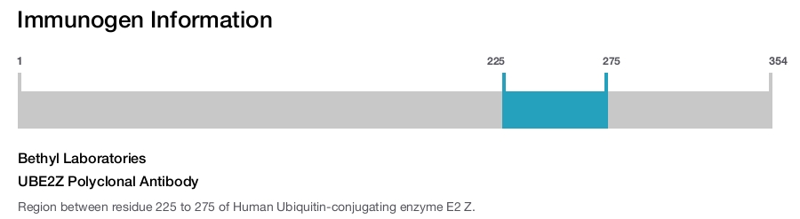 UBE2Z Polyclonal Antibody