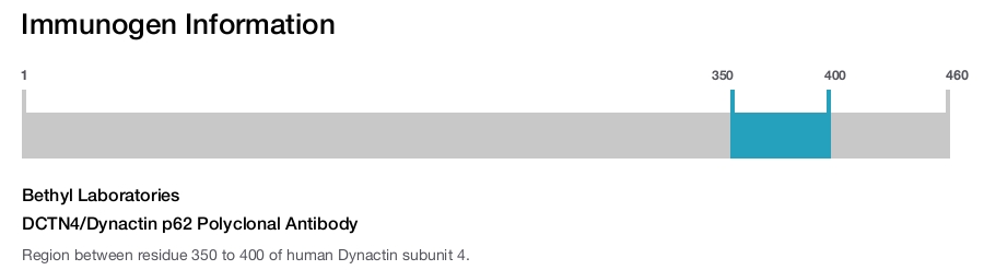 DCTN4/Dynactin p62 Polyclonal Antibody