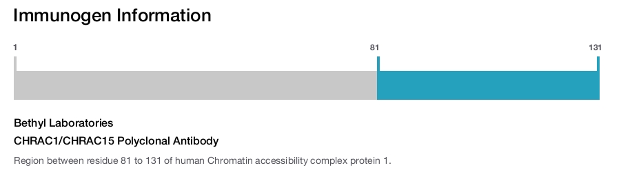 CHRAC1/CHRAC15 Polyclonal Antibody
