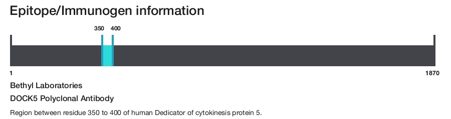 DOCK5 Polyclonal Antibody | Invitrogen (A304-988A-T)